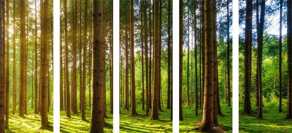 5-częściowy obraz słoneczny poranek w lesie