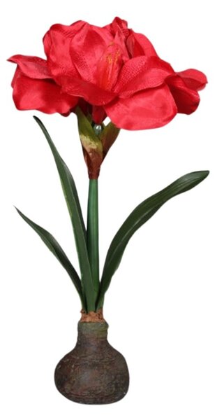 Amarylis z Cebulą 40 cm - czerwony