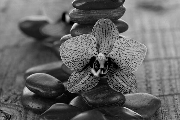 Obraz orchidea i kamienie Zen w wersji czarno-białej
