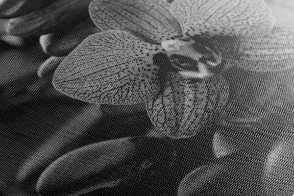Obraz orchidea i kamienie Zen w wersji czarno-białej