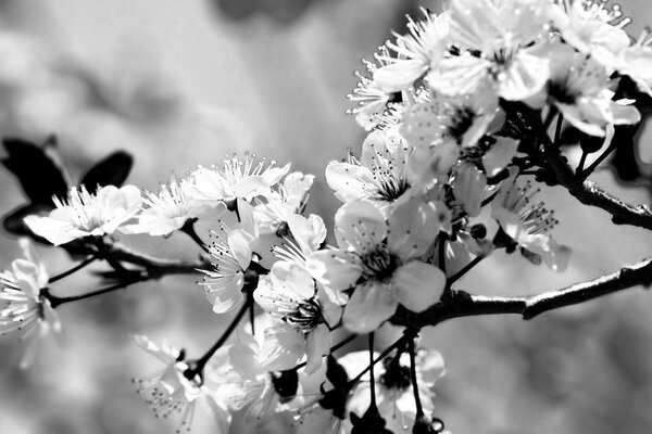 Obraz kwiat wiśni w wersji czarno-białej