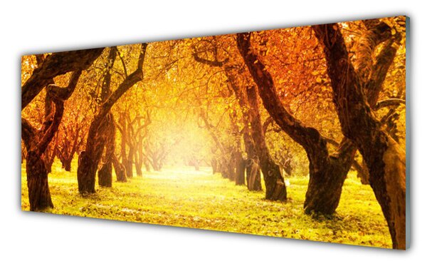 Obraz Szklany Las Ścieżka Drzewa Natura