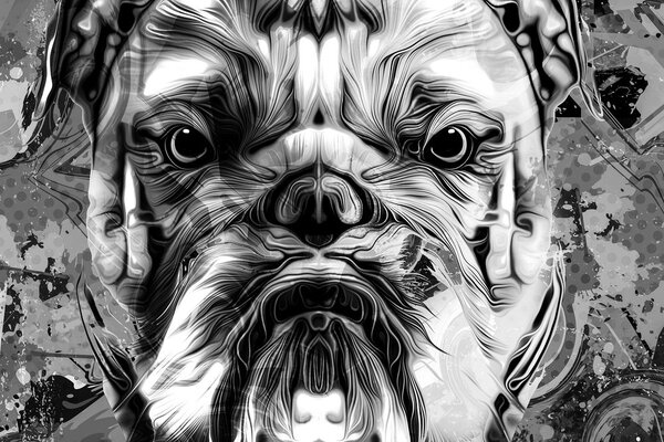 Obraz buldog w wersji czarno-białej