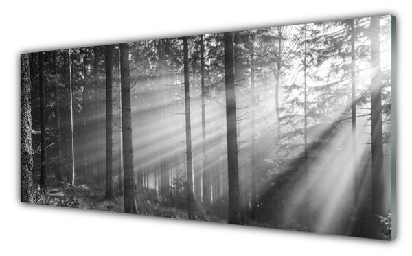 Obraz Szklany Las Natura Promienie Słońce
