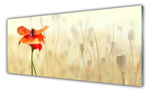 Obraz Szklany Maki Roślina Natura