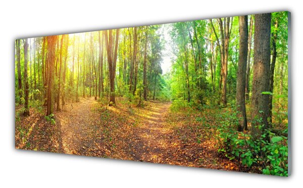 Obraz Szklany Słońce Natura Ścieżka Leśna