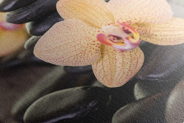 Obraz żółta orchidea i kamienie Zen