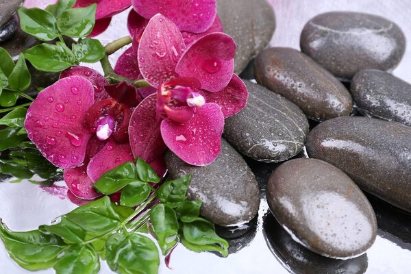 Obraz kwitnąca orchidea i kamienie wellness