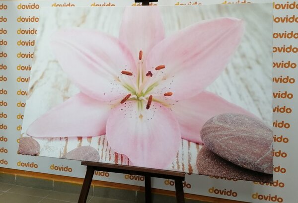 Obraz różowa lilia i kamienie Zen