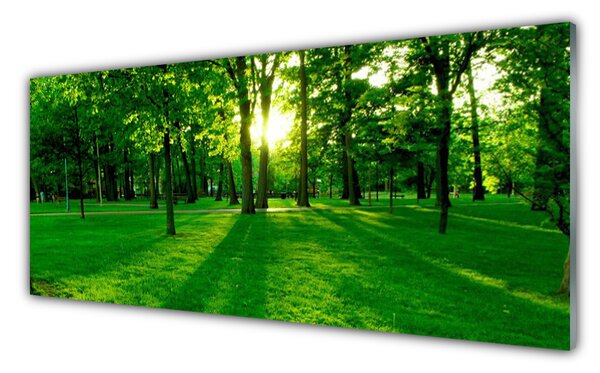 Obraz na Szkle Las Park Natura