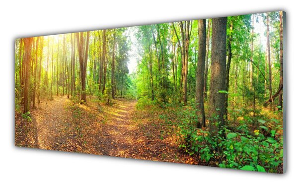 Obraz na Szkle Las Natura Drzewa