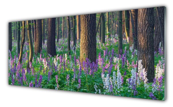 Obraz na Szkle Las Drzewa Natura