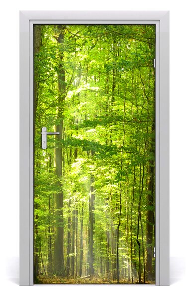 Naklejka fototapeta na drzwi Krajobrazy Las bukowy