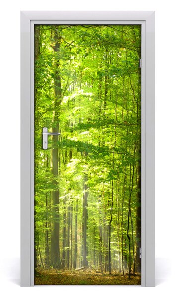 Naklejka fototapeta na drzwi Krajobrazy Las bukowy