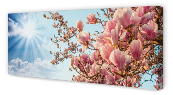 Obraz canvas na ścianę Magnolia na tle Nieba w Słońcu