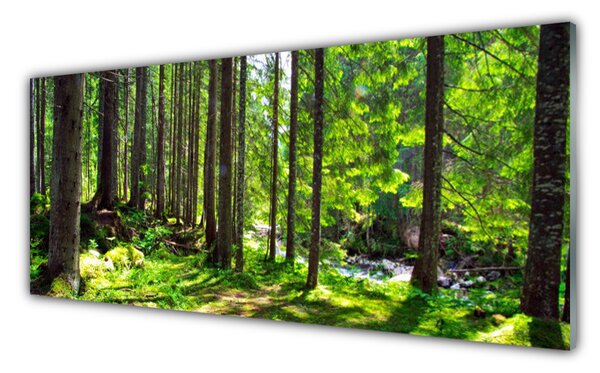 Obraz Szklany Las Drzewa Roślina Natura