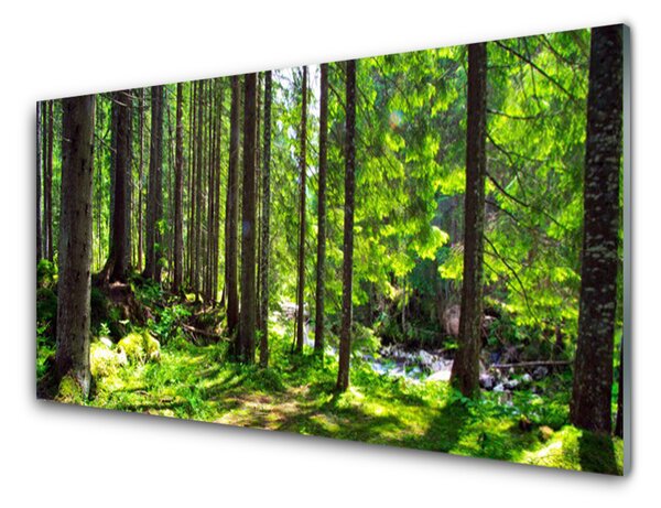 Obraz Szklany Las Drzewa Roślina Natura