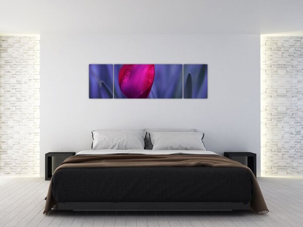 Obraz pąka tulipana (170x50 cm)