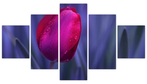 Obraz pąka tulipana (125x70 cm)
