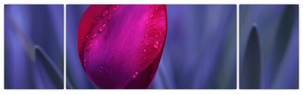 Obraz pąka tulipana (170x50 cm)