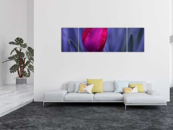 Obraz pąka tulipana (170x50 cm)