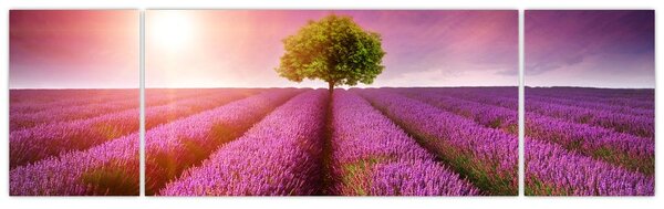 Obraz pola z lawendą (170x50 cm)
