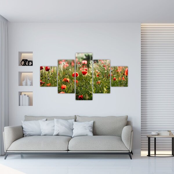 Obraz maków (125x70 cm)