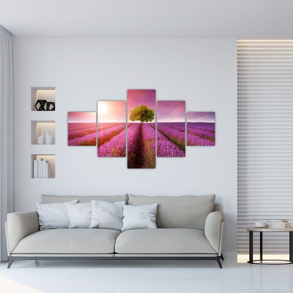 Obraz pola z lawendą (125x70 cm)