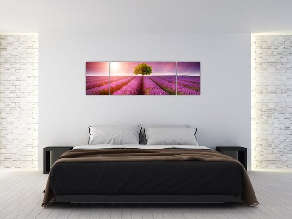 Obraz pola z lawendą (170x50 cm)