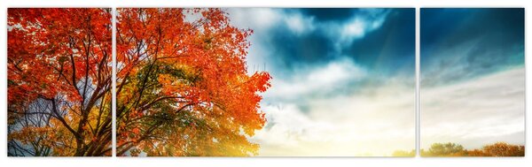 Obraz skąpanego w słońcu krajobrazu (170x50 cm)