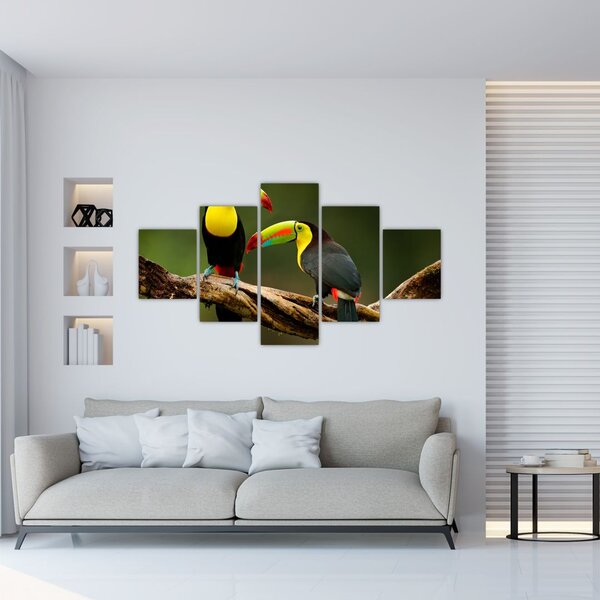 Obraz siedzących tukanów, Kostaryka (125x70 cm)