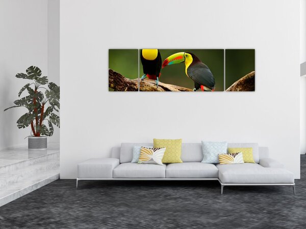 Obraz siedzących tukanów, Kostaryka (170x50 cm)