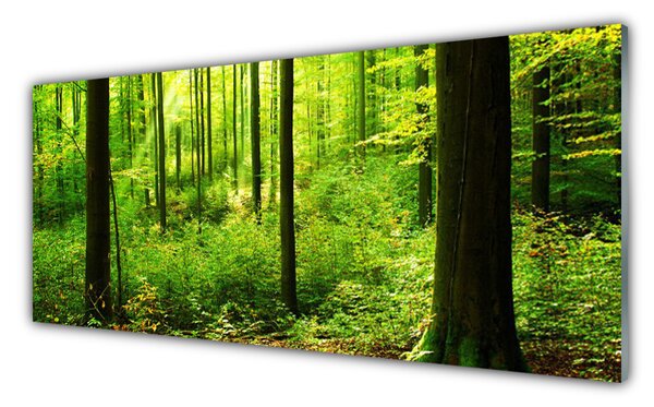 Obraz Szklany Las Zieleń Drzewa Natura