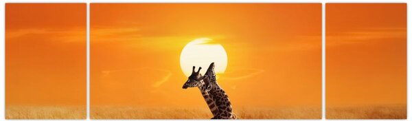 Obraz - Żyrafy w Parku Narodowym Serengeti (170x50 cm)