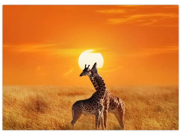 Obraz - Żyrafy w Parku Narodowym Serengeti (70x50 cm)