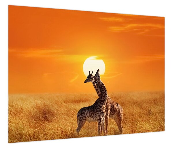 Obraz - Żyrafy w Parku Narodowym Serengeti (70x50 cm)