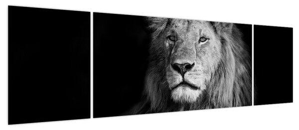 Obraz - Lew, czarno-biały (170x50 cm)