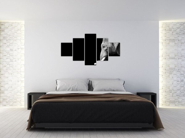 Obraz - Słoń (125x70 cm)