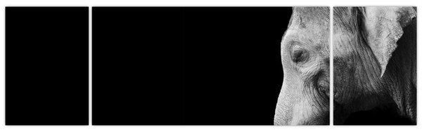 Obraz - Słoń (170x50 cm)