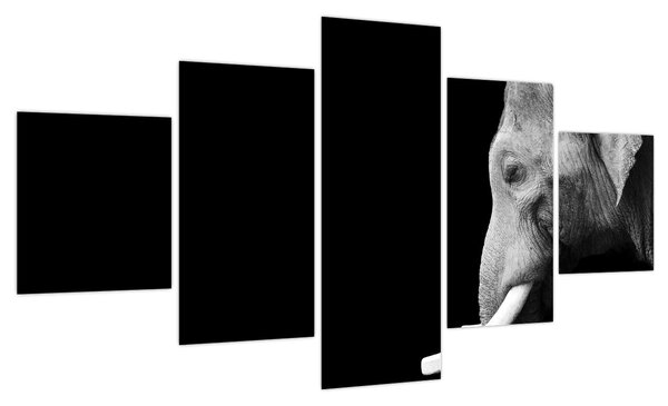 Obraz - Słoń (125x70 cm)