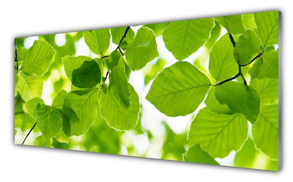 Obraz na Szkle Liście Natura Roślina