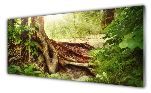 Obraz Szklany Drzewo Pień Natura Las