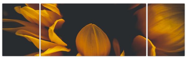 Obraz - Słoneczniki na czarnym tle (170x50 cm)