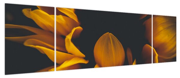 Obraz - Słoneczniki na czarnym tle (170x50 cm)