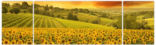 Obraz - Pole słoneczników (170x50 cm)