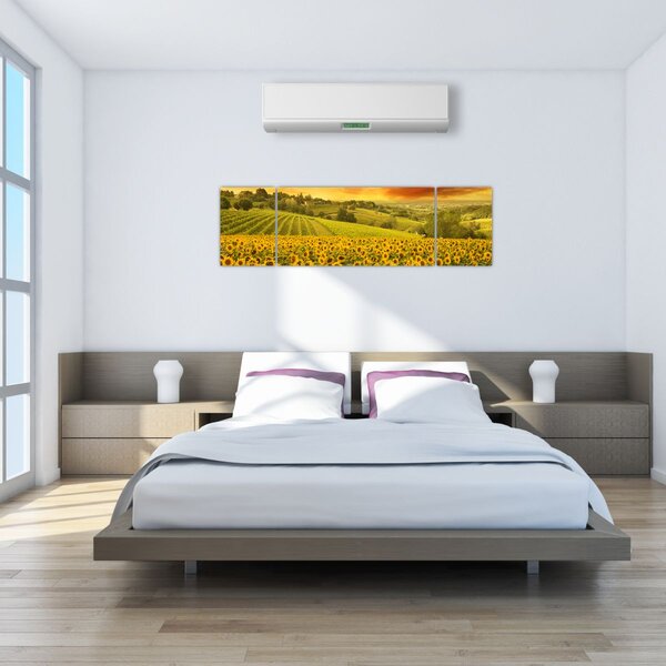 Obraz - Pole słoneczników (170x50 cm)