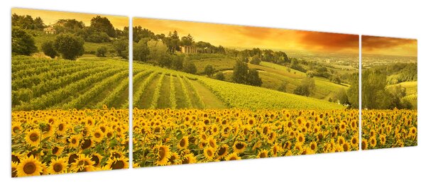 Obraz - Pole słoneczników (170x50 cm)