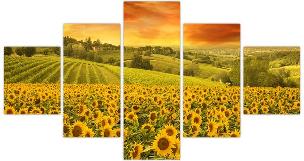 Obraz - Pole słoneczników (125x70 cm)