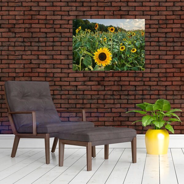 Obraz - Sunflower Field II. (70x50 cm)