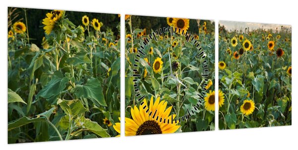 Obraz - Sunflower Field II. (z zegarem) (90x30 cm)
